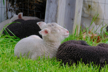 lamb naps on sibling © P Wood