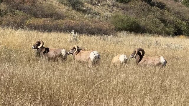 Bighorn sheep rams feeding in a field of tall grass.