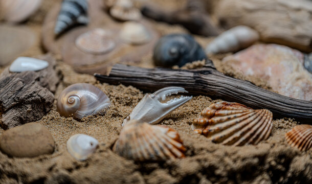 Still life of shells and artifacts shaped and returned by the sea