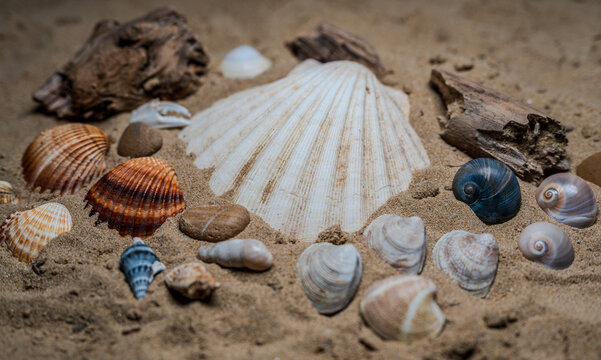 Still life of shells and artifacts shaped and returned by the sea