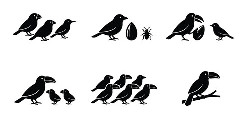 Fototapeta premium Bird Family Icons, Avian Life Cycle Stages, Toucan and Chick Illustrations, Nature Elements