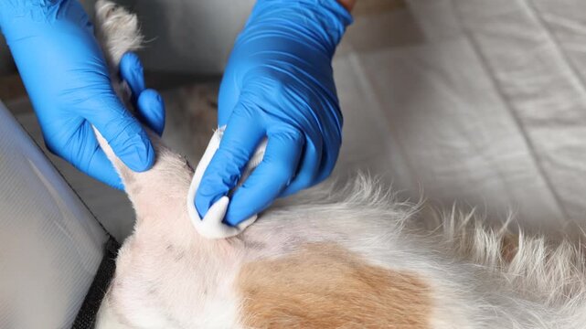 Slow motion shows Jack Russell resting on veterinary table while blue gloved vet gently cleans paw stitches. Cone collar protects dog during post surgery care.