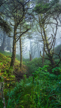 Beautiful vertical view of a mysterious misty green forest with sun rays through trees