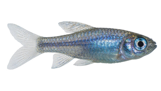 Small shimmering blue and silver fish with detailed scales, isolated on transparent background