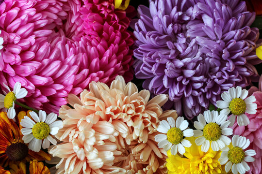 bouquet of colorful asters in pink, purple, peach and yellow tones with small white daisy flowers. Concept: floral beauty, colorful bouquet, autumn garden and botanical diversity.
