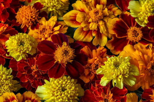 Marigold flower background viewed from above, featuring dense orange, red, yellow and golden blossoms. Concept: floral texture, nature and autumn colors.