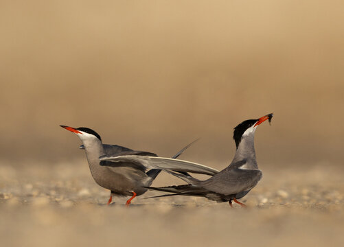 Courtship dance of White-cheeked Terns, male offering fish to the female at Tubli, Bahrain