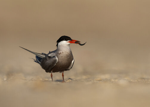 Closeup of a White-cheeked Tern with a fish perched on the ground at Tubli, Bahrain