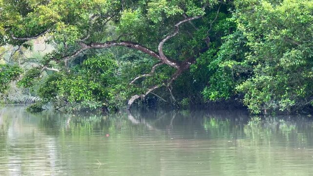 Sundarbans Mangrove Trees Overhanging Calm Water in Bangladesh, Cinematic 4K