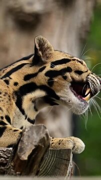 Clouded leopard yawning and resting on wooden tree log
