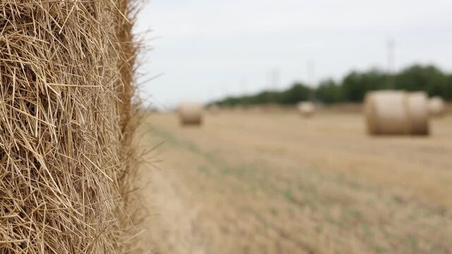 Agricultural Landscape Featuring Dried Sunflower Field Next To Harvested Wheat Field With Hay Bales