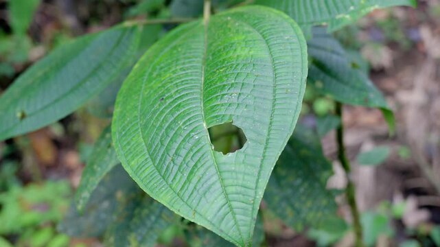 Flor end&eacute;mica de la amazonia ecuatoriana