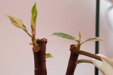 Young green and pink leaves grow from cut brown woody stems of a variegated houseplant during the day to show new growth and plant propagation progress in a home setting © vannet