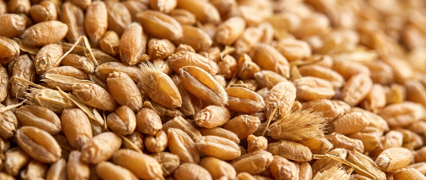 Wheat grain texture in close-up view for livestock feed  
