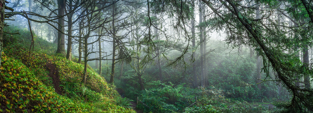 Beautiful wide panoramic view of a mysterious misty green forest with sun rays through trees