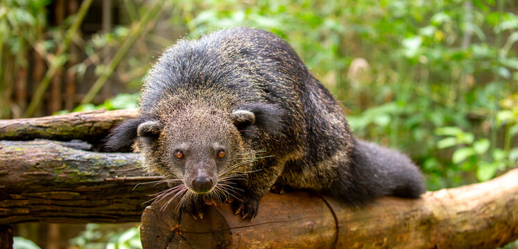 A wild binturong resting on a log. A rare Asian mammal with a bushy tail, showing off its tropical wildlife. A close-up of a binturong, or bearcat.