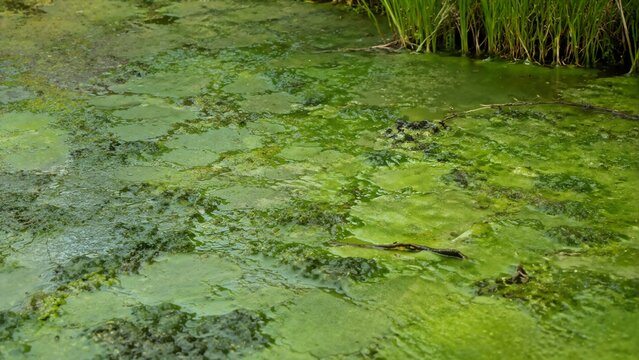 Green algae bloom covering stagnant pond surface. Slime layer on murky freshwater wetland