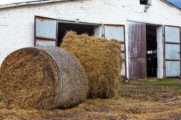 Large round hay bales positioned outside a rustic barn with open doors, showcasing weathered wooden structure and grassy ground in a rural agricultural setting © Krystsina