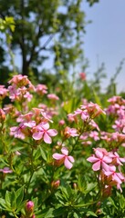 Obraz premium Delicate pink flowers blooming amidst lush greenery, garden, elegant