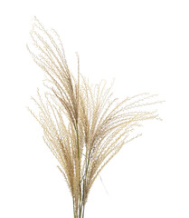 Fototapeta premium Dry pampas grass isolated on a white background.