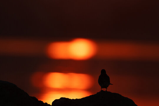 A backlit image of White-cheeked Tern perched on a rock during sunrise, Bahrain