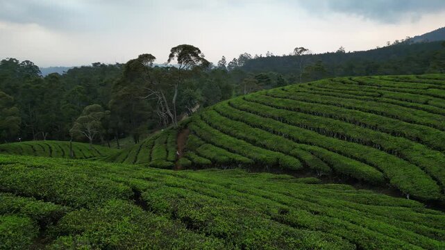 Aerial Drone Shot of Tea Plantation in Bandung, Indonesia - HD
