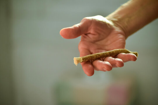 A human hand holds a natural miswak chewing stick with frayed ends in Paris, France. The traditional wooden toothbrush is displayed against a softly blurred indoor background.