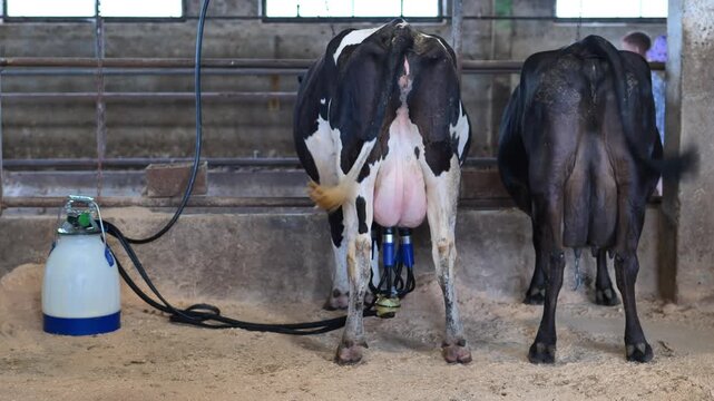 Dairy cow being machine milked in a farm barn, producing fresh milk