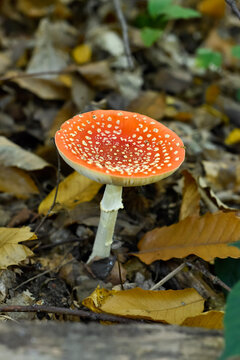 A fly agaric mushroom grows among dry fallen leaves on a forest floor in Paris, France. The poisonous fungus displays a bright red cap with white spots in autumn.