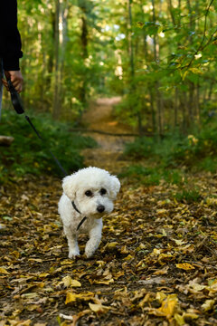 A small white Bichon Frise dog walks forward on a leash along a forest path covered in fallen autumn leaves in Paris, France. A hand holding the leash is visible.