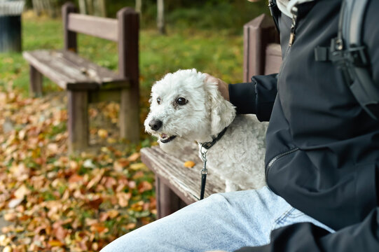 A person pets a small white Bichon Frise dog sitting on a wooden bench outdoors in Paris, France. Fallen autumn leaves cover the ground around the park path.