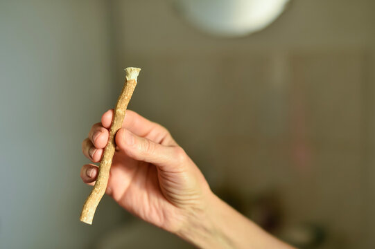 A hand holds a natural miswak stick with frayed bristles used for traditional teeth cleaning in Paris, France. The herbal chewing stick is shown against a neutral indoor background.