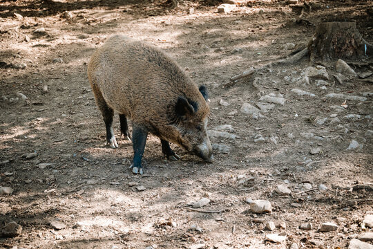 Sanglier cherchant &agrave; manger sur le sol