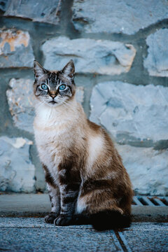 Chat assis dans la rue avec des yeux bleus