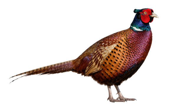 Male pheasant with vibrant plumage and long tail feathers, isolated on transparent background