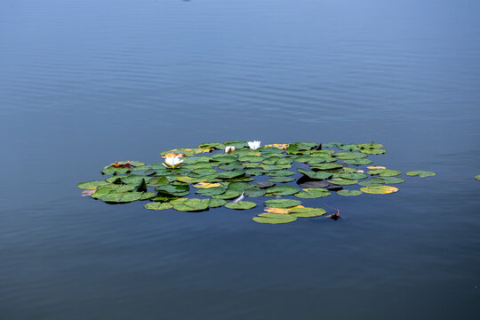 pond with white water lilies