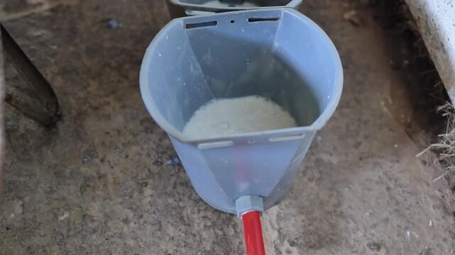 Hand pouring fresh milk into a farm bucket, preparing for calf feeding