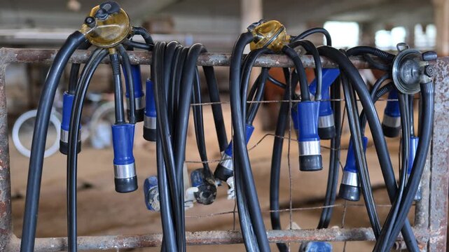 Milking machine clusters hanging, ready for use on a dairy cow farm
