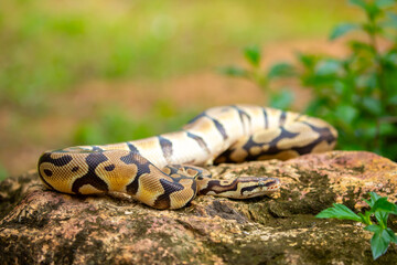 Obraz premium A python lies on the ground and on rocks in the wild. A close-up of a boa constrictor on a rock. Snake skin. Reptile.