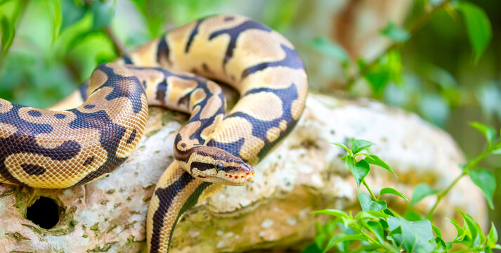 A python lies on the ground and on rocks in the wild.Close-up of a boa constrictor on a tree. Snake skin. Reptile.