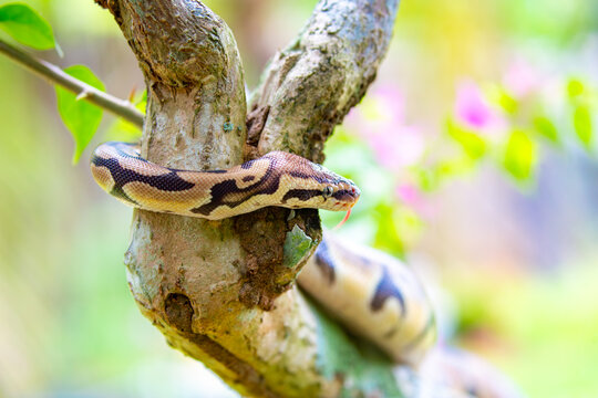 A python lies on the ground and on rocks in the wild.Close-up of a boa constrictor on a tree. Snake skin. Reptile.
