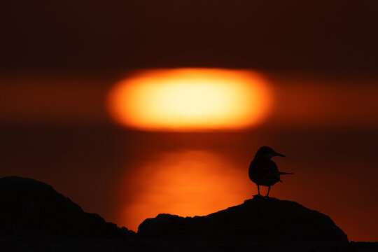 A backlit image of White-cheeked Tern perched on a rock during sunrise at Tubli, Bahria