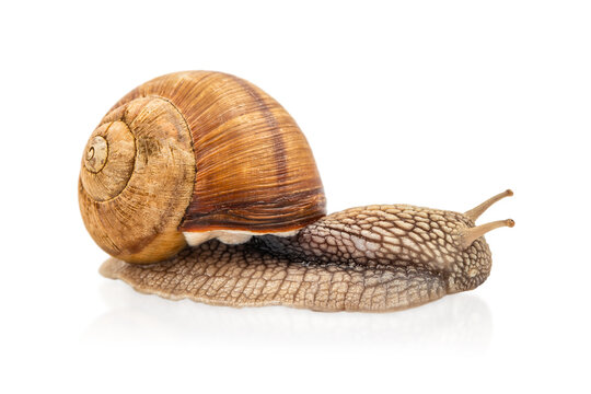 Garden snail with detailed brown spiral shell and extended feelers moving across clean white surface, isolated wildlife subject photographed in side profile against white background