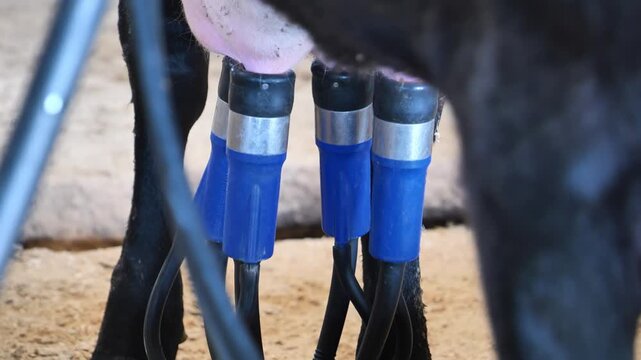 Milking parlor with automatic machinery attached to cow udder producing dairy