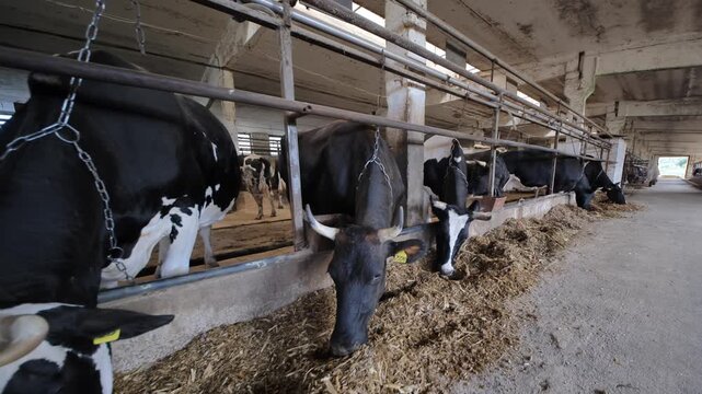 Holstein dairy cattle feeding in barn, livestock farming and milk production