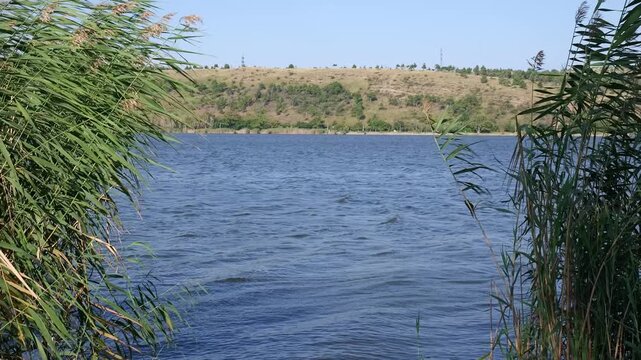 Scenic river view with reeds swaying in the wind on a sunny summer day. Peaceful natural landscape with blue water and sky