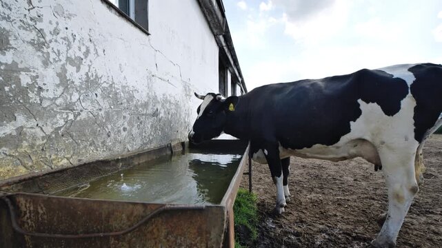 Holstein cow standing by water trough on a rural dairy farm