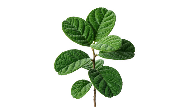 Green textured leaves on a thin branch, isolated on transparent background
