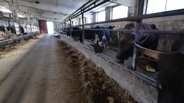 Dairy farm interior with cows feeding in stalls, livestock agriculture business