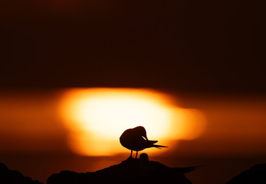 A backlit image of White-cheeked Tern preening during dramatic sunrise